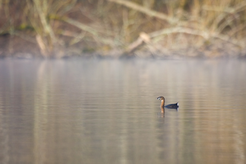 Pied-Billed Grebe